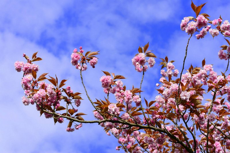 Summer is the perfect time to visit Dublin