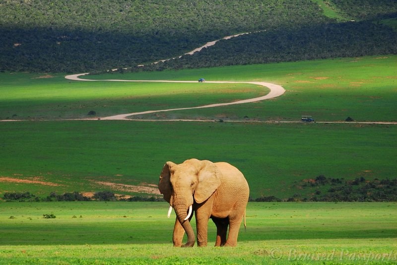 Addo National Park - Elephant