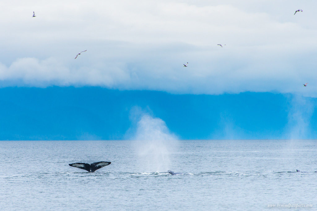 13 humpback whales in Alaska