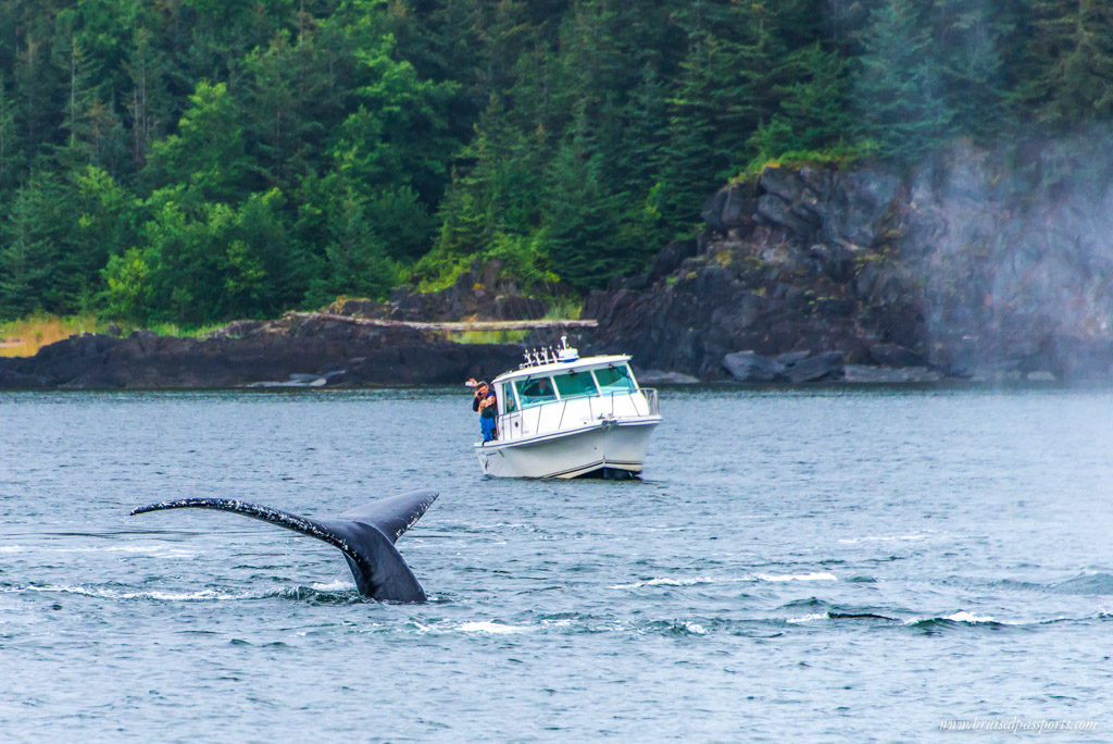 Huge humpback whales just inches away from boats in Alaska