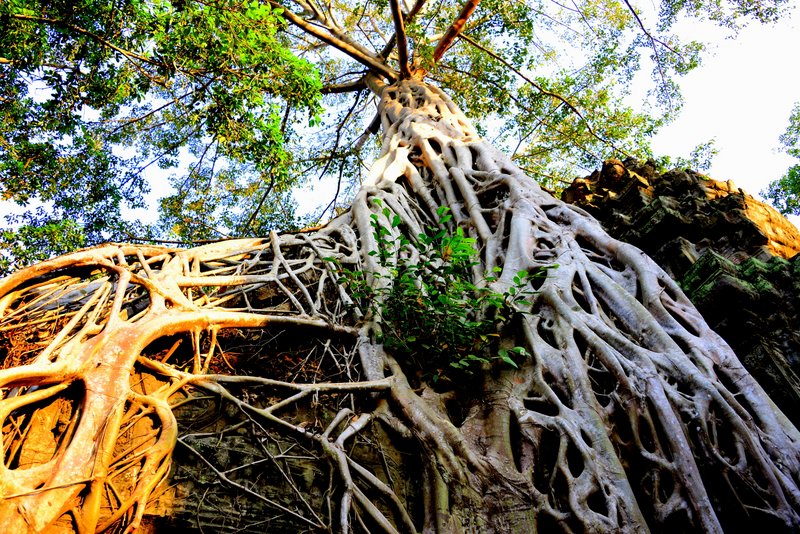 Ankor Temples Ta Phrom Roots