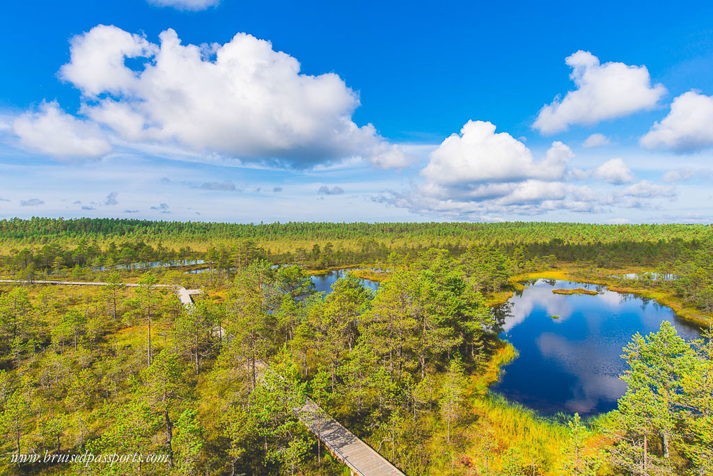 Tallinn Road Trip Viru Bog at Lahemaa National Park