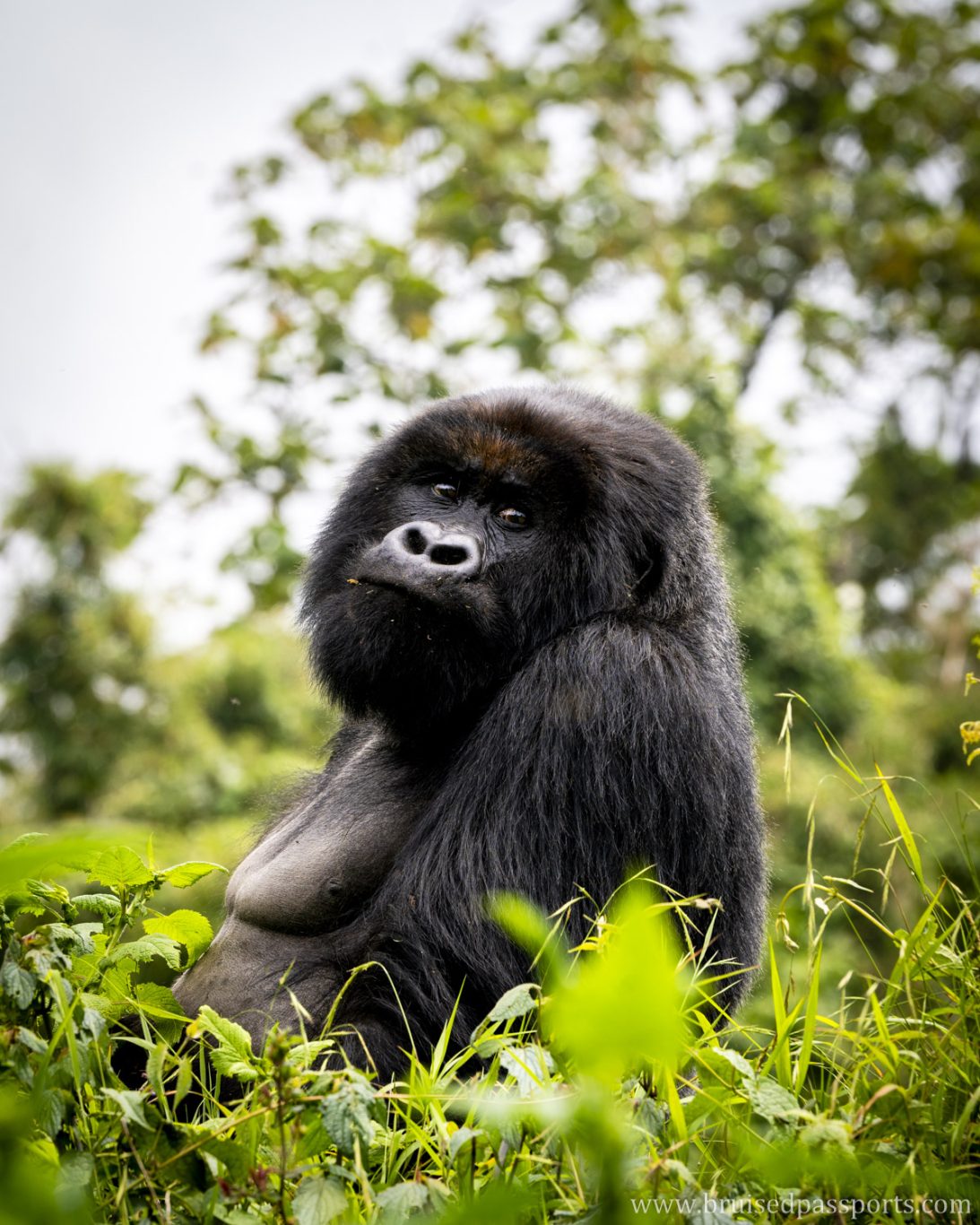 gorilla family in Volcanoes national park in Rwanda kigali