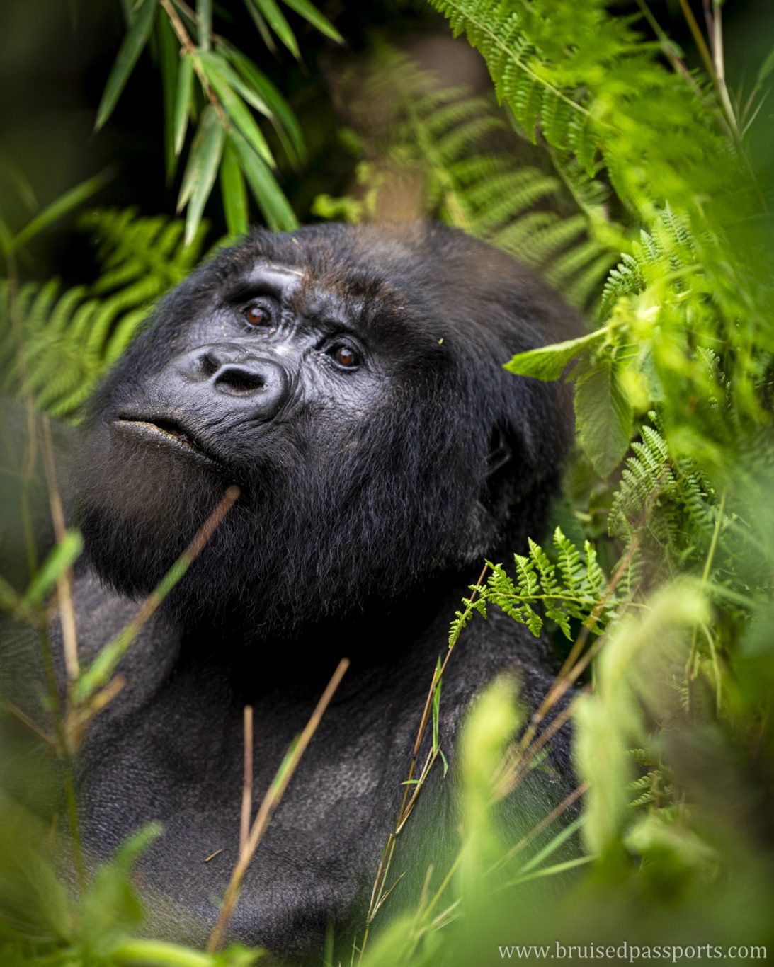 gorilla family in Volcanoes national park in Rwanda kigali