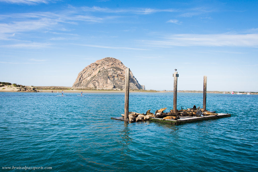 sea lions at Morro Bay California