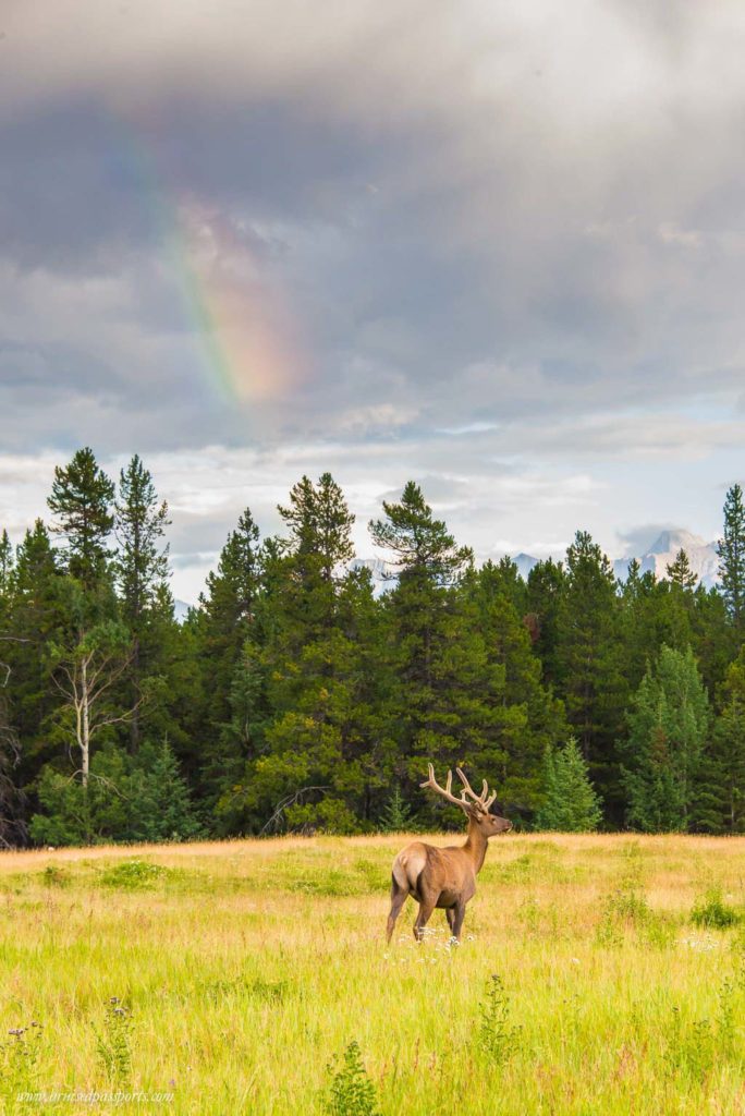 Elk under a rainbow in Banff National Park