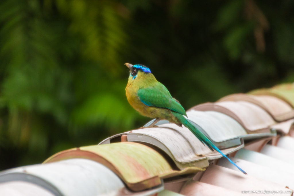 birding at Finca Rosa Blanca San Jose Costa Rica