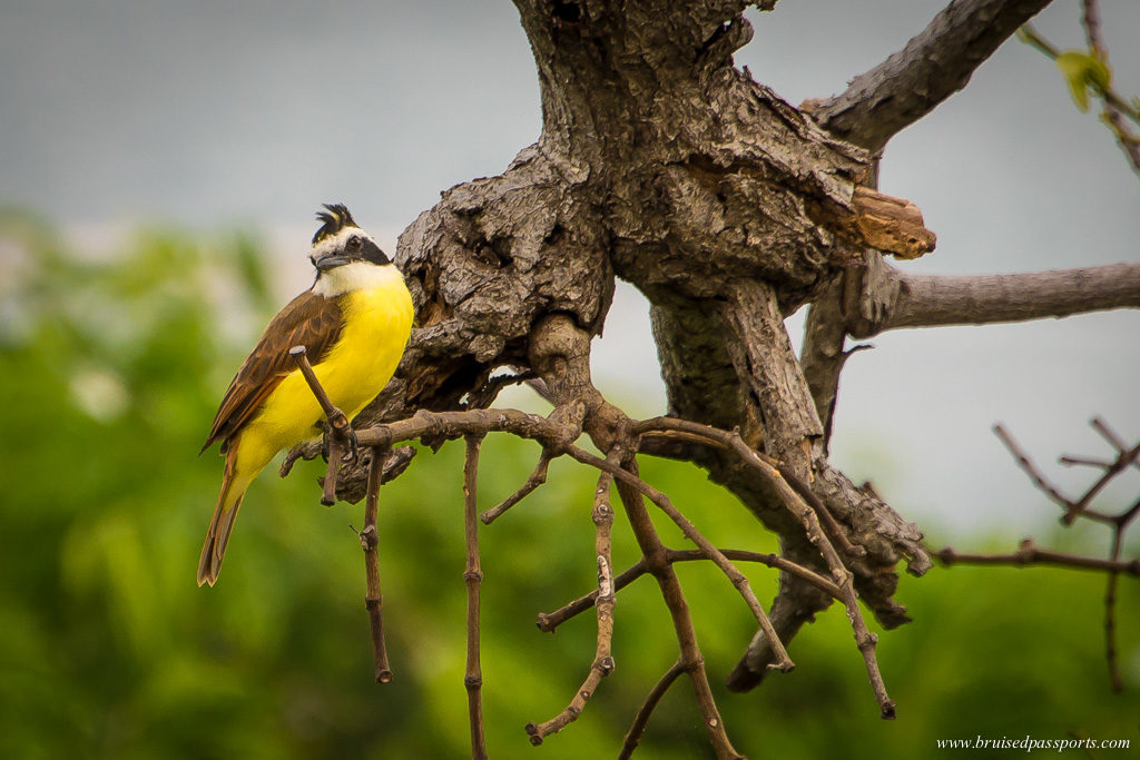 birds at Andaz Papagayo Peninsula