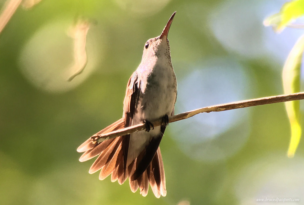 humming bird in manuel antonio national park costa rica