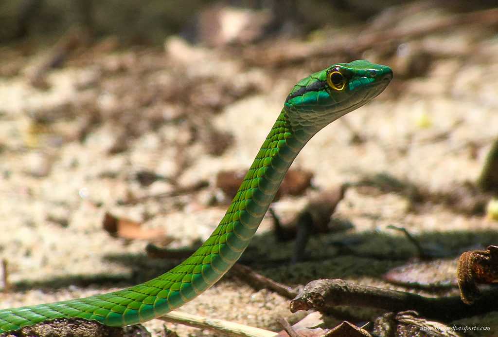 Green snake at Manuel Antonio National Park Costa Rica