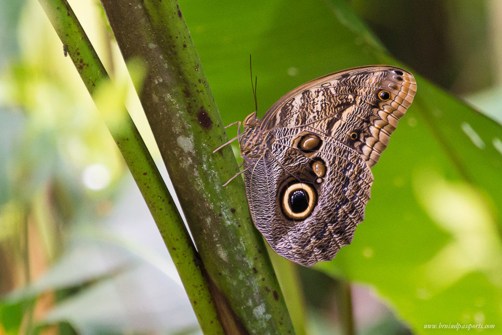 Owl butterfly Costa Rica