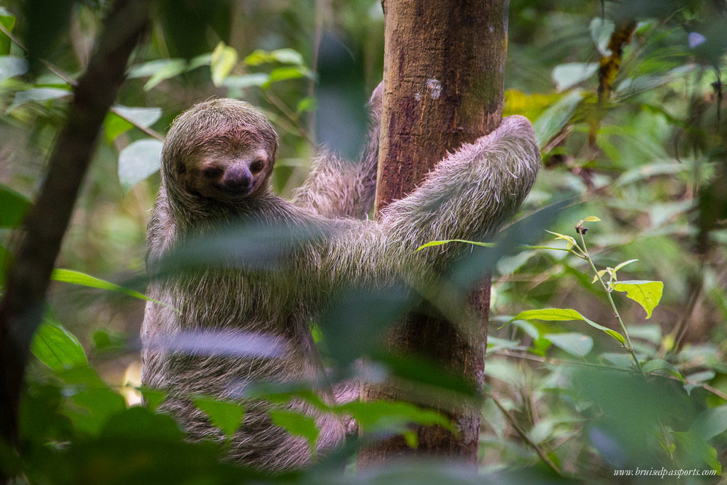 three toed sloth costa rica manuel antonio national park