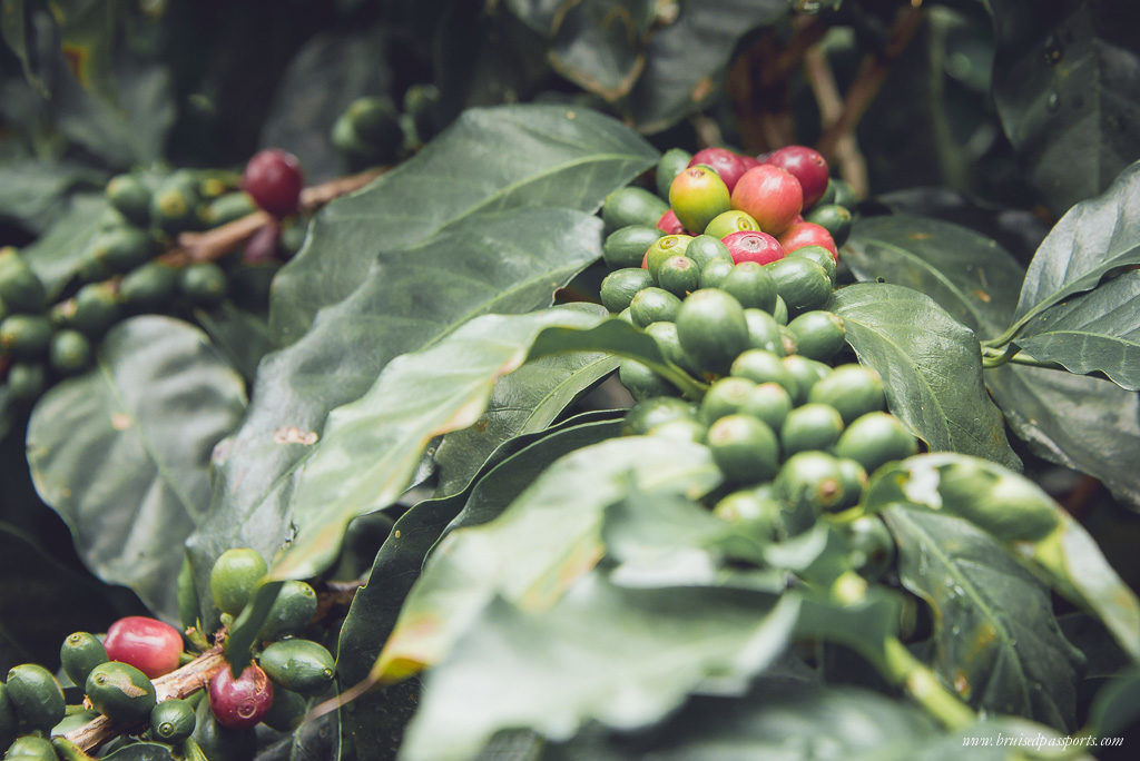 Coffee plantation costa rica San jose