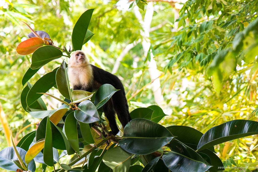 white faced monkey Papagayo peninsula