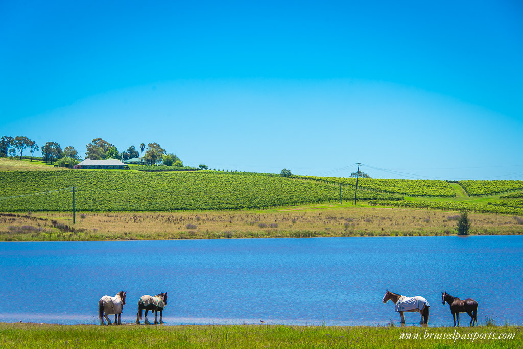 Australia Road Trip Hunter Valley