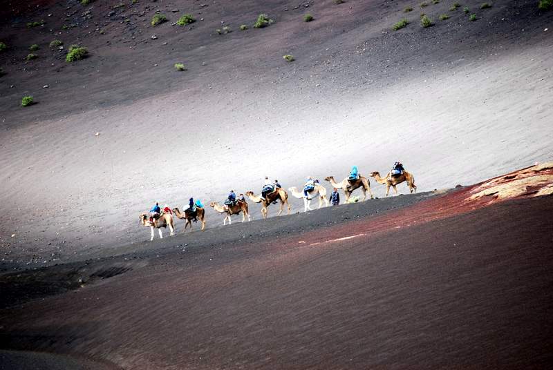 Camels Timanfaya