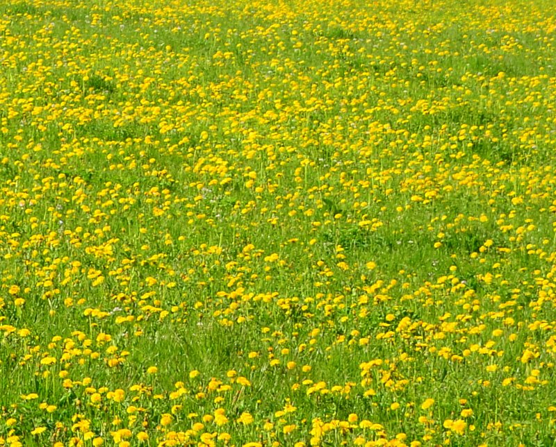 The English Countryside