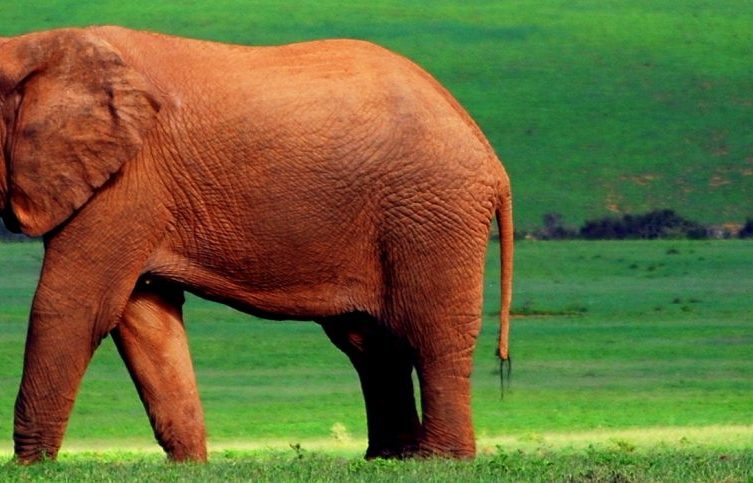 Self drive safari at Addo National Park