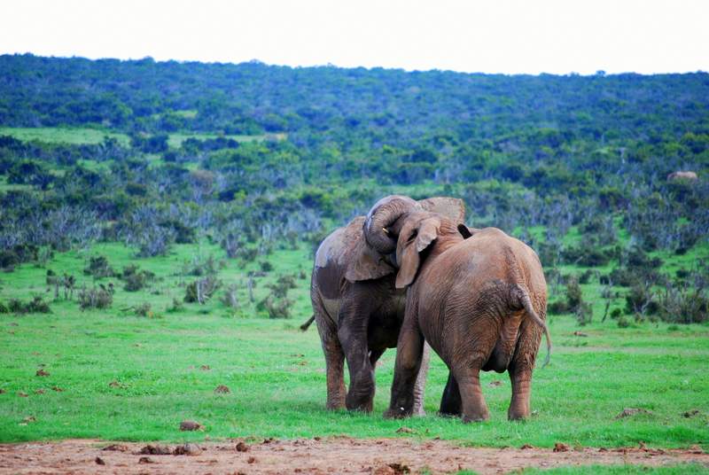 Elephants at Self Drive Safari at Addo National Park