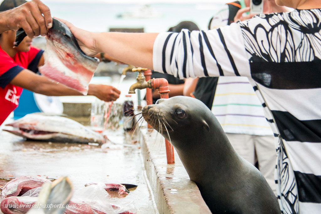 Sea lion begging for fish at Santa Cruz Galapagos