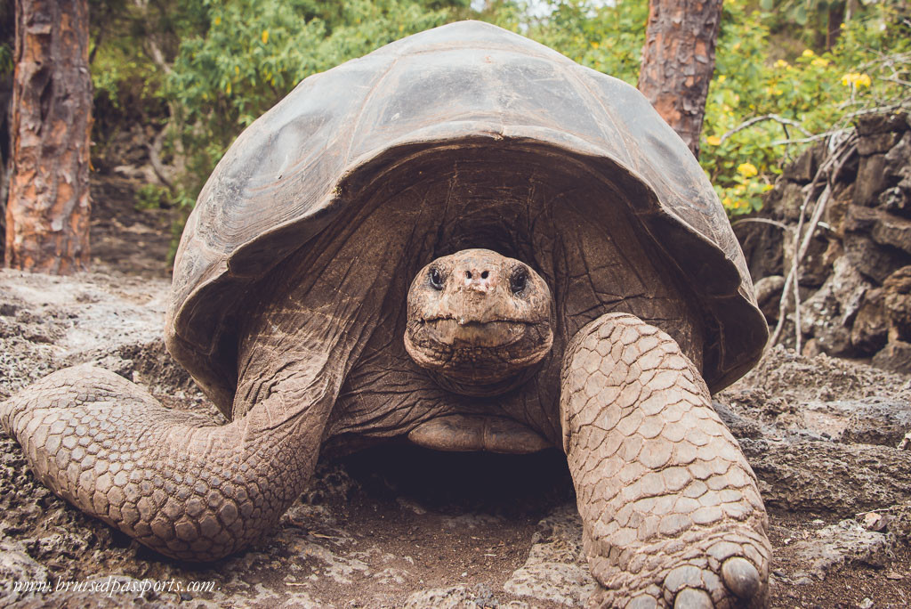 A giant tortoise at Charles Darwin Research Centre