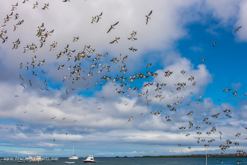 Blue-footed boobies dive into the ocean