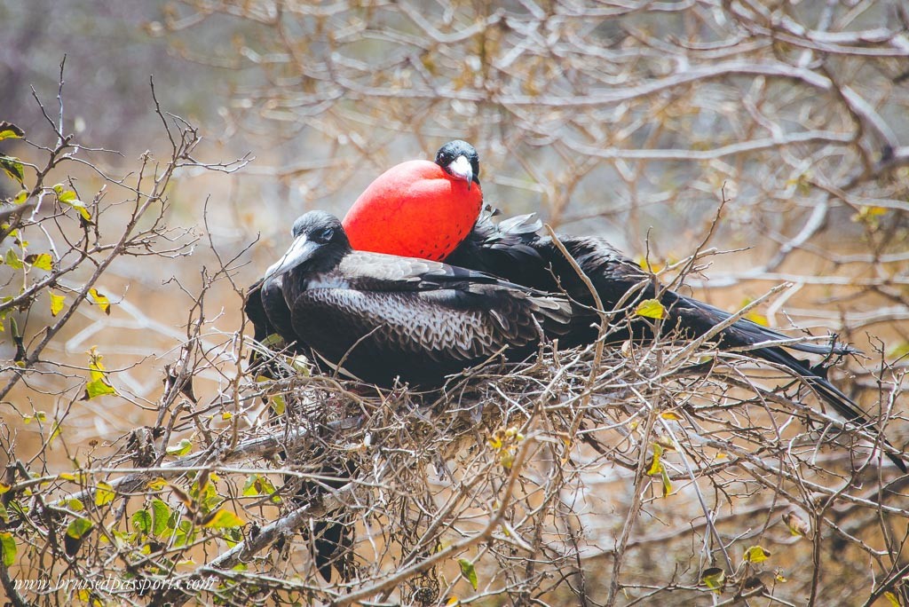 Male frigate bird with red gular pouch at North Seymour