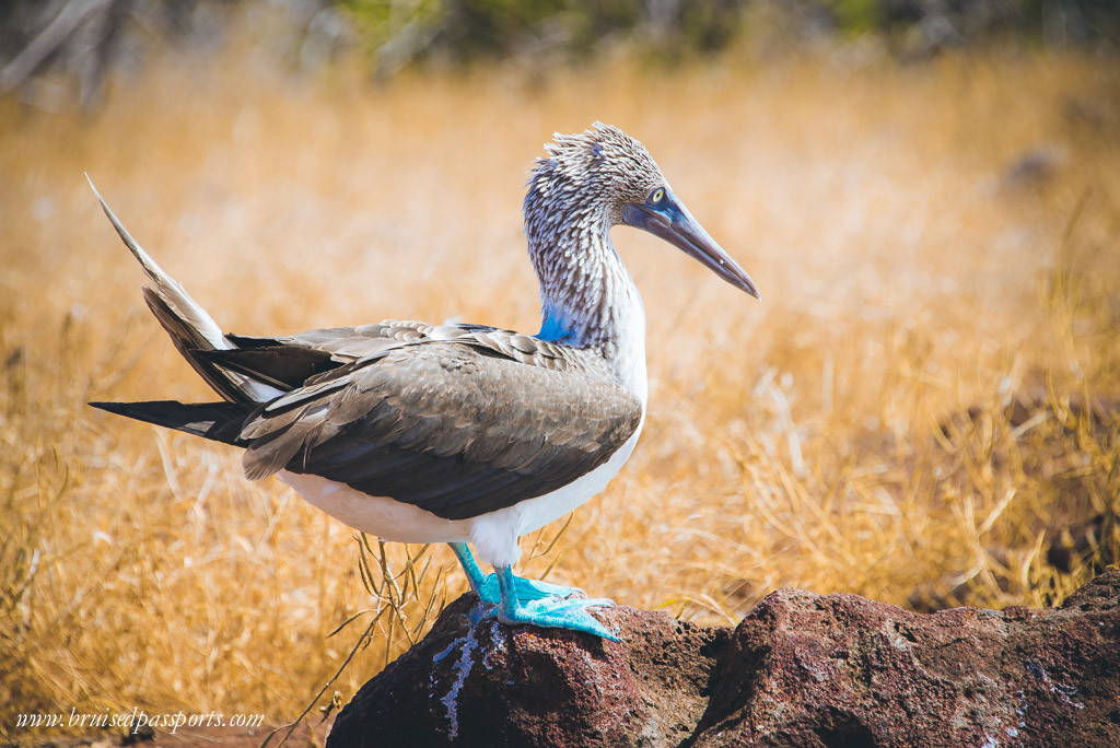 A gorgeous blue-footed booby on North Seymour island Galapagos