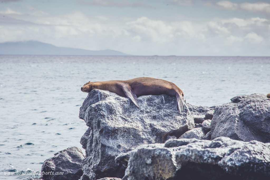 A sea-lion napping on North Seymour island