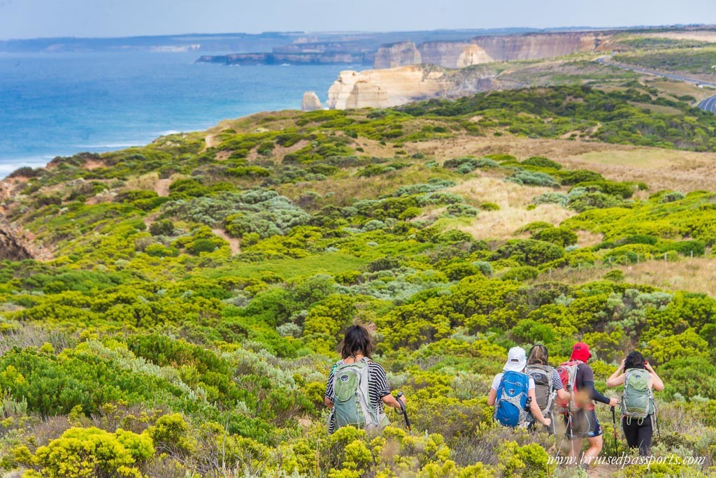 Wild Forests Great Ocean Walk