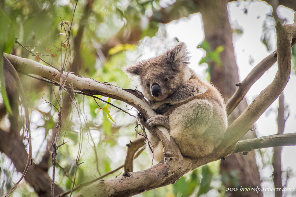 Great Ocean Walk Koala Bear