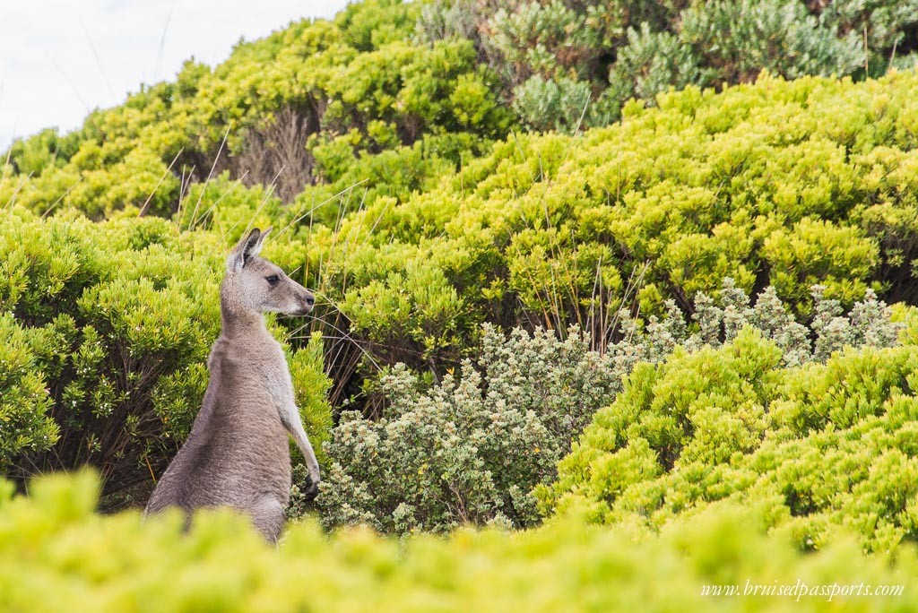 Great Ocean Walk kangaroo