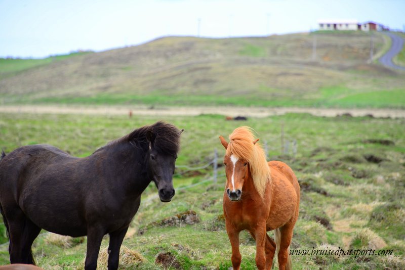 Icelandic Farm Holidays Review