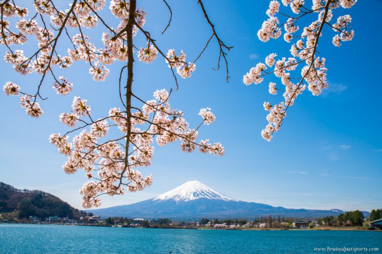 Mt. Fuji in cherry blossom season