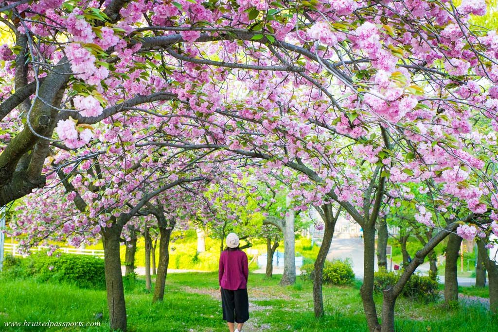 Sakuranomiya park in Osaka perfect for cherry blossom viewing