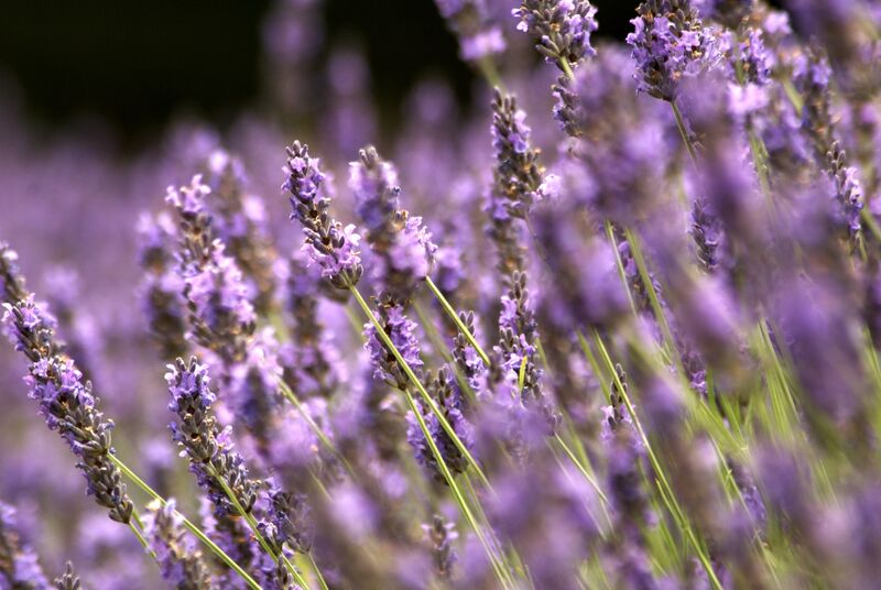 Fields full of fragrant flowers - aah Europe!!