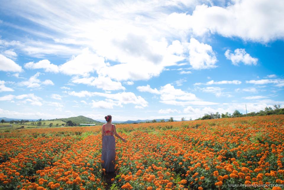 girl in sunflower marigold flower field karnataka