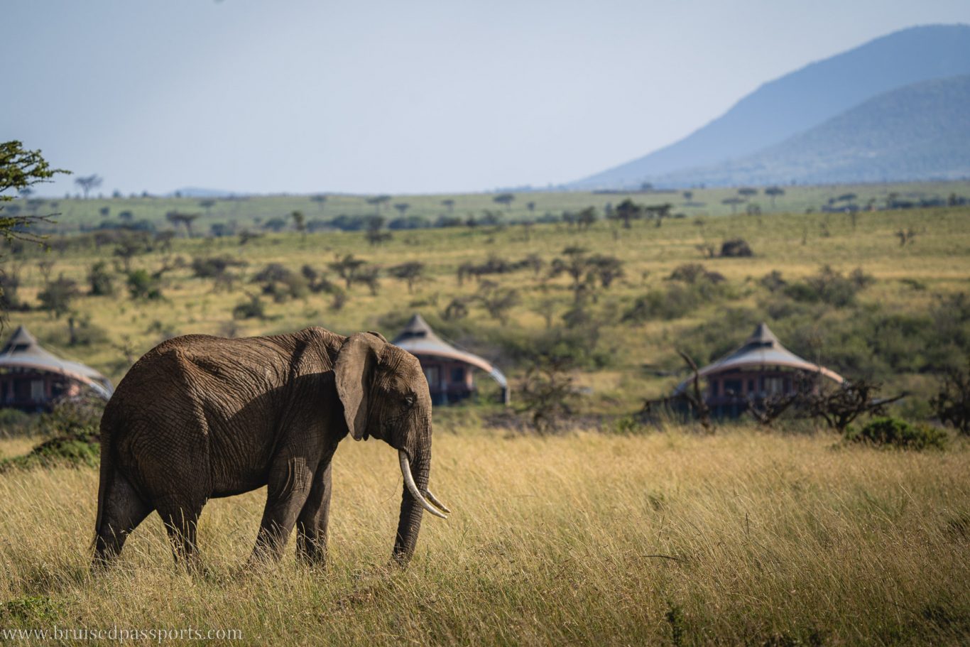 elephant in front of camp in Maasai Mara