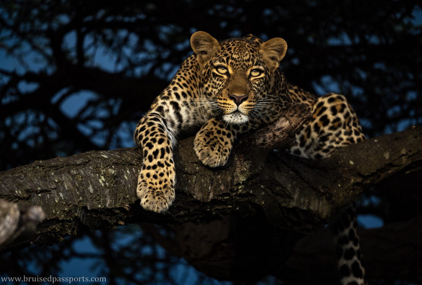 leopard on the tree in Maasai Mara