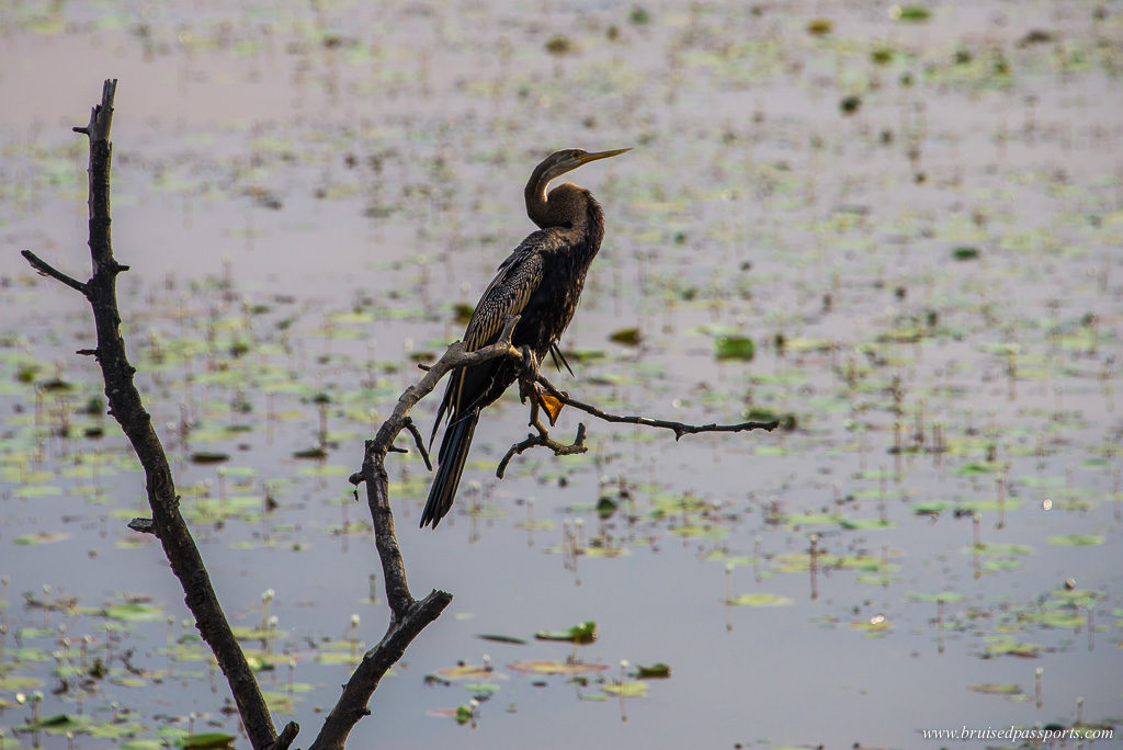 CGH coconut lagoon kumarakom bird watching