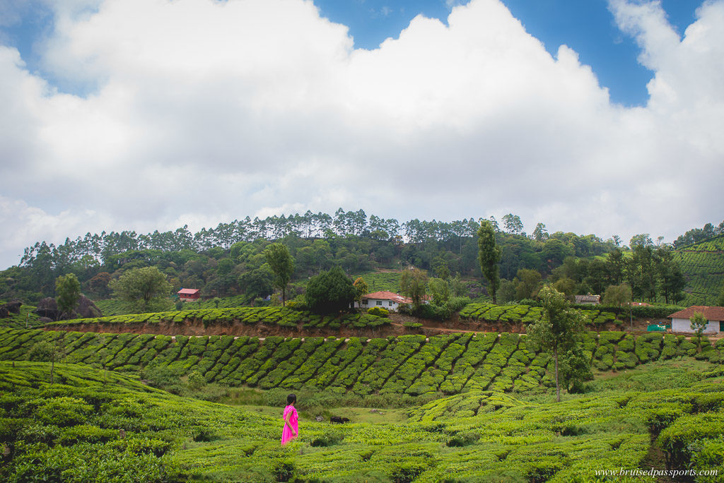 tea estates munnar kerala road trip