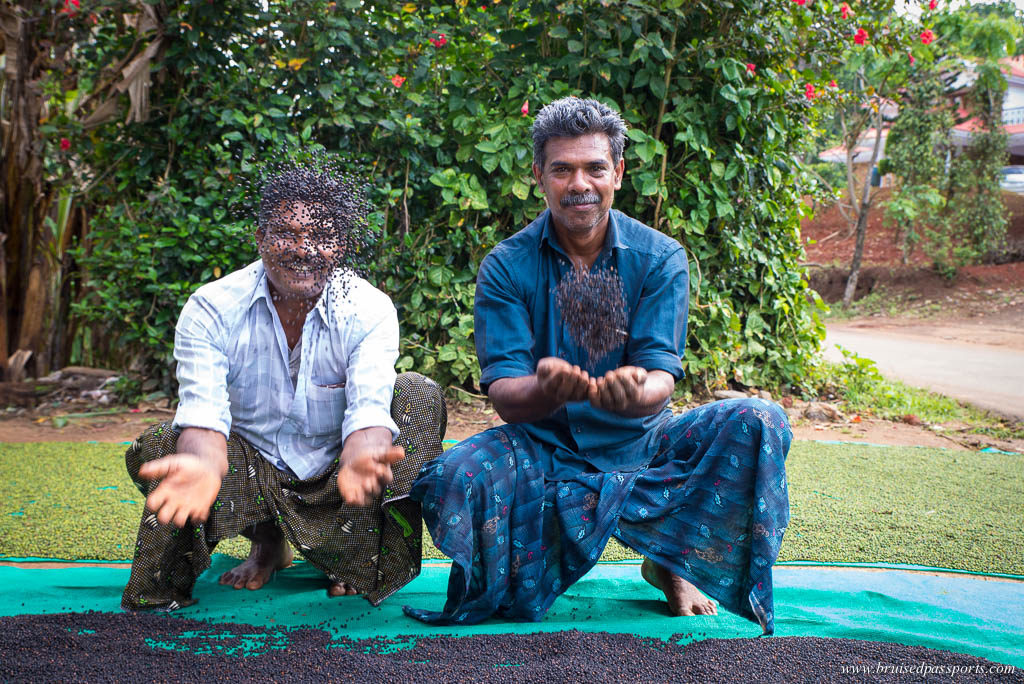 fresh peppercorns in Thekkady