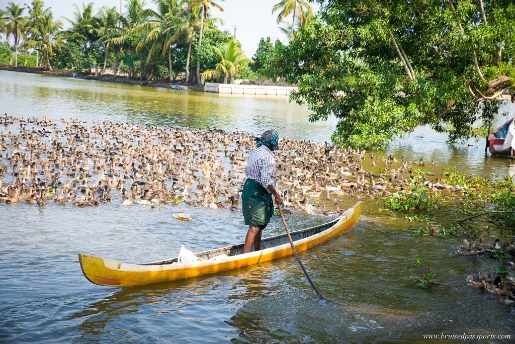 Floating past a duck far on the backwaters of Kerala