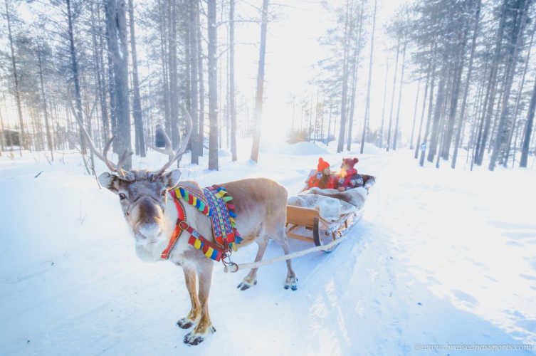 Reindeer sleigh at the Arctic Circle in Rovaniemi