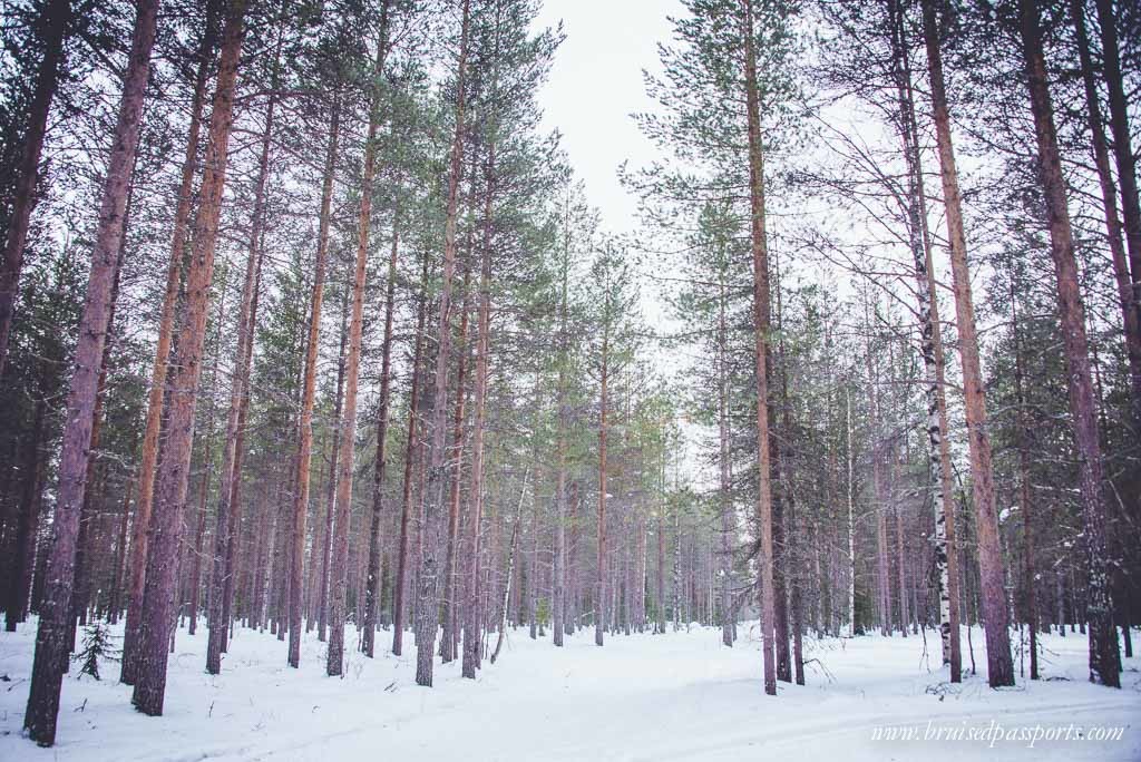 Reindeer safari lapland 