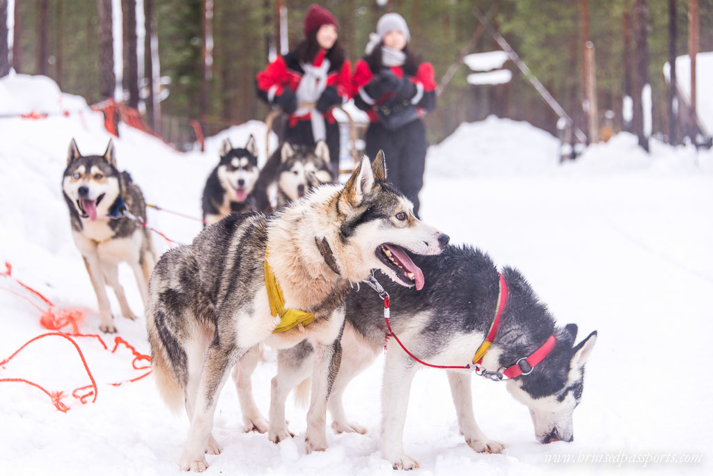 Husky safari Rovaniemi