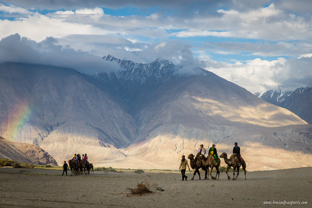 camels at sand-dunes of Hunder in Ladakh