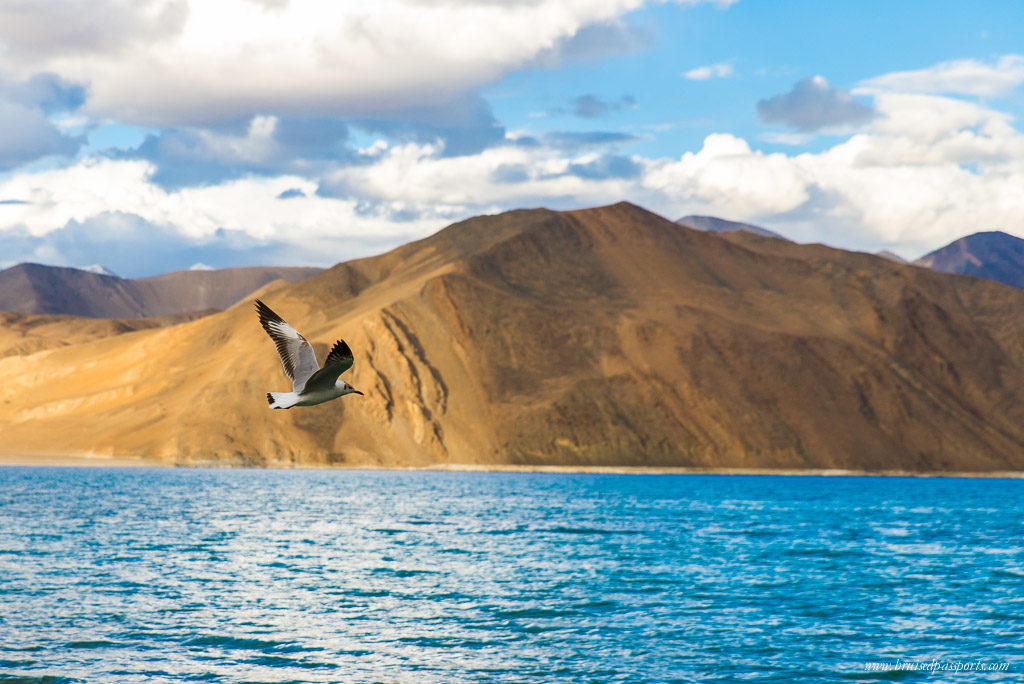 Pangong Lake on road trip of Ladakh