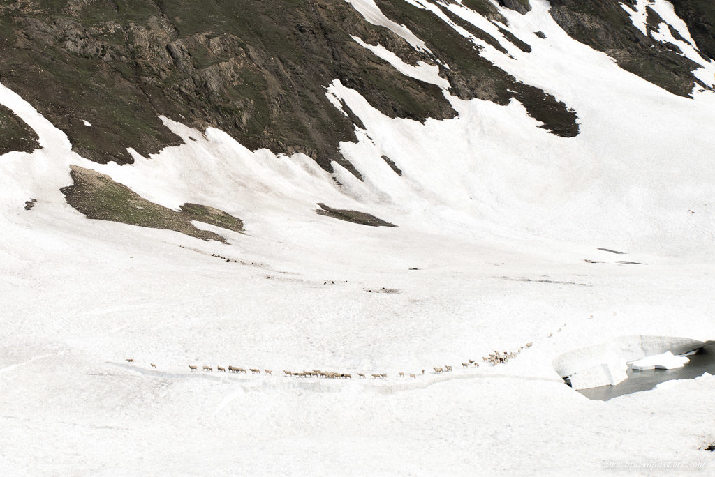 Snow while driving from Srinagar to Leh Ladakh in India