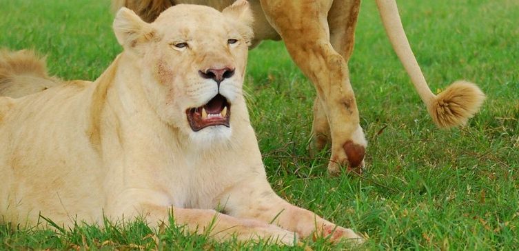 Lion Park Johannesburg